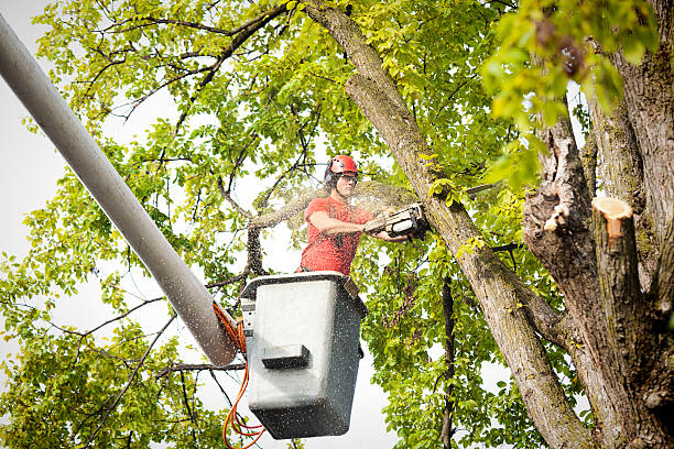 Best Professional Tree Care  in Brigham City, UT